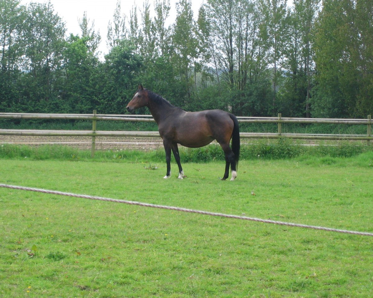 Zuchtstute Miss Lamira L (Holsteiner, 1997, von Lord Calando)