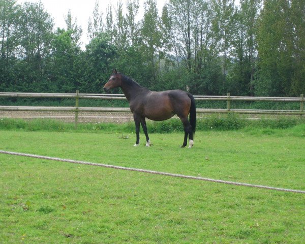 Zuchtstute Miss Lamira L (Holsteiner, 1997, von Lord Calando)