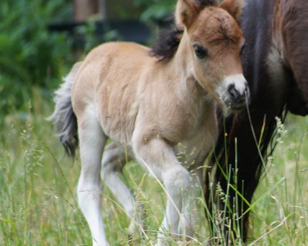 horse Vinny vom Emmerblick (Shetland Pony, 2015)