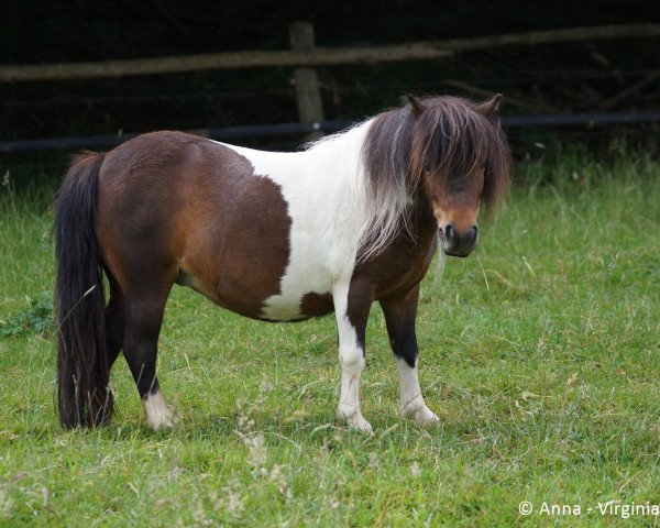 broodmare Bonny aus dem Flapetal (Shetland pony (under 87 cm), 2012)