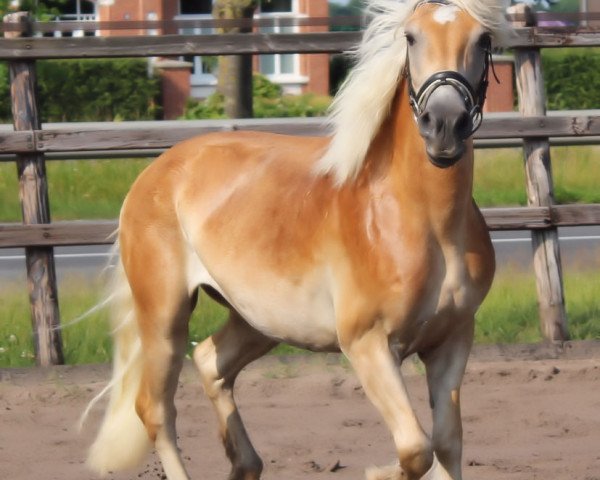 Cheval de saut Apollo 1024 (Haflinger, 2011)