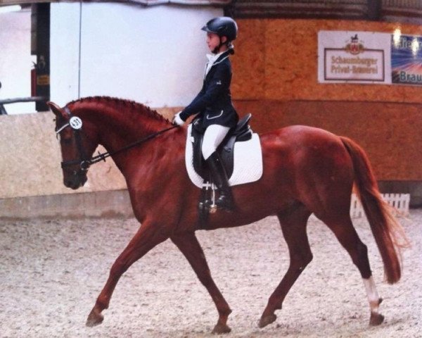 dressage horse Don Faustino (Oldenburg, 1999, from Donnerhall) dressage horse Don Faustino (Oldenburg, 1999, from Donnerhall)