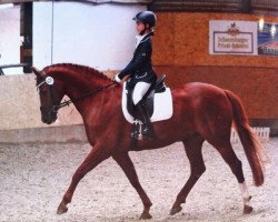 Dressurpferd Don Faustino (Oldenburger, 1999, von Donnerhall)