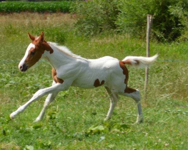 Deckhengst Koning van Hoop Fly (KWPN (Niederländisches Warmblut), 2015, von Bonanza)