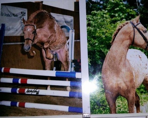 stallion Campino (German Riding Pony, 2000, from Colonel) stallion Campino (German Riding Pony, 2000, from Colonel)