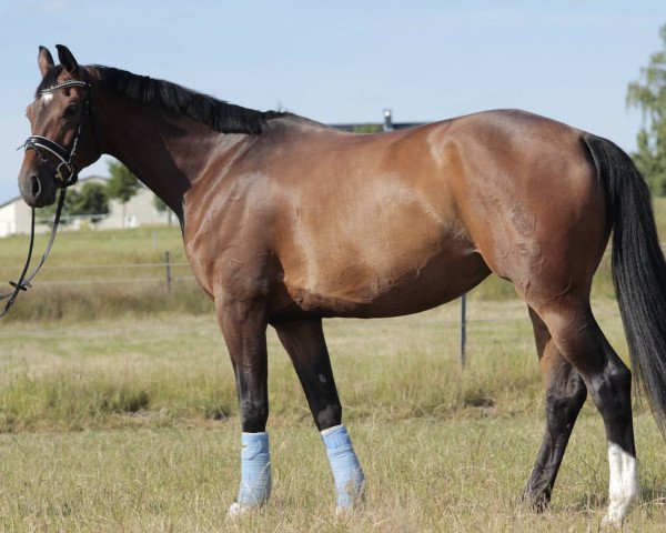 dressage horse Coconut Kiss 20 (Westphalian, 2009, from Contello)