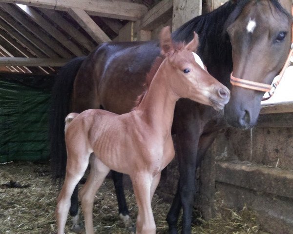 broodmare Volpina bint Faraon (Arab half breed / Partbred, 2015, from Faraon ibn Moghar)