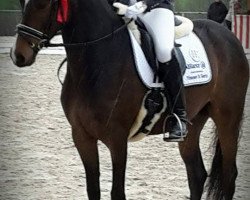 jumper Grace (German Riding Pony, 2011, from White Diamond B)