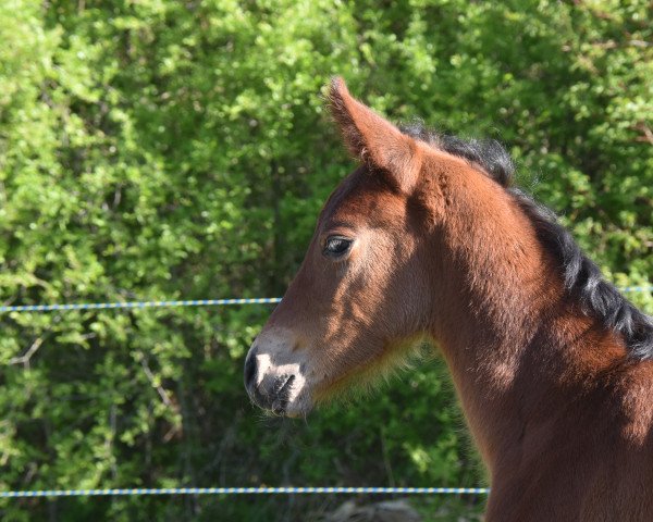 horse Icaria (Hanoverian, 2019, from Icare d'Olympe AA)