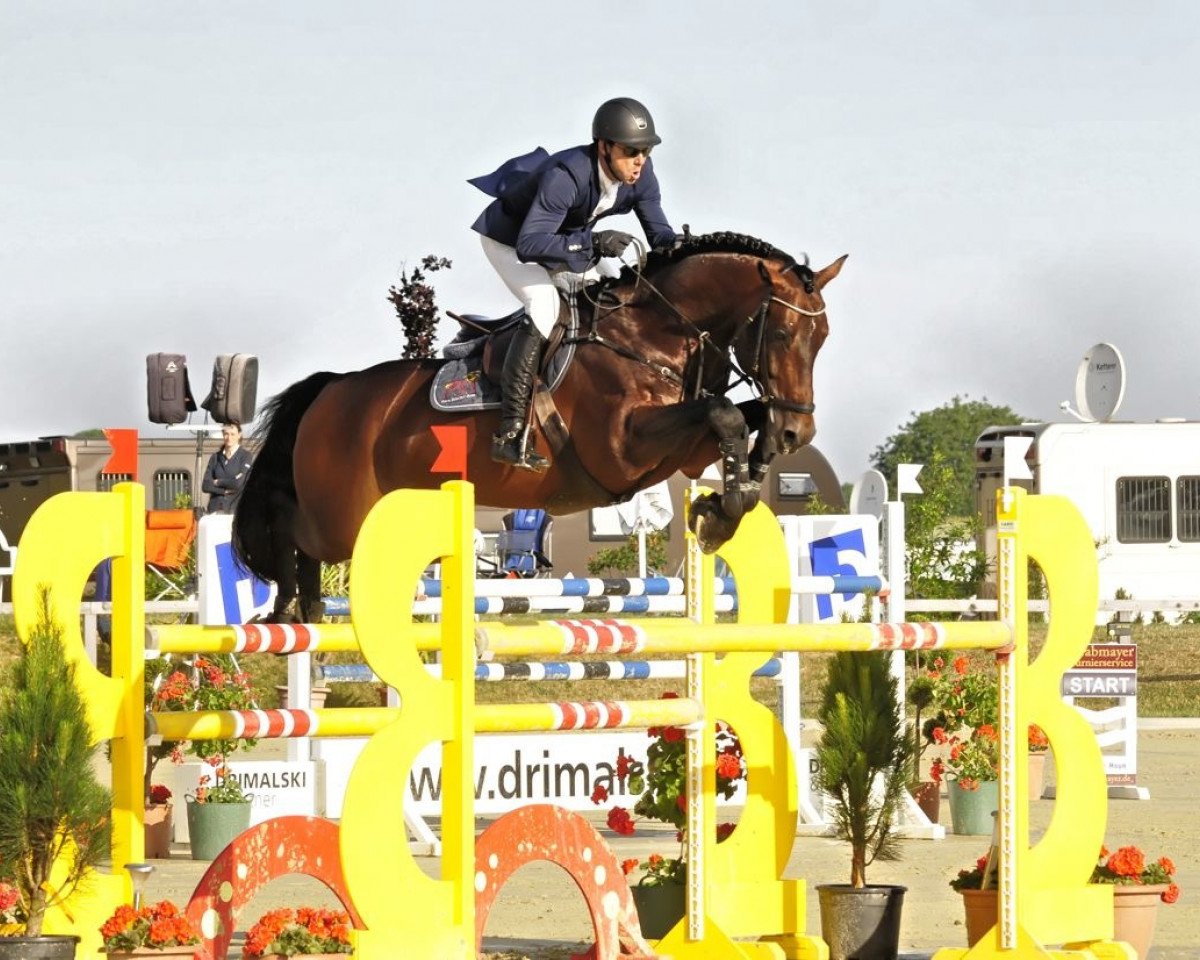 Deckhengst Quinto's Chamb (Württemberger, 2009, von Quintender 2)