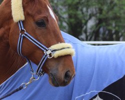 dressage horse Weltino (Hanoverian, 2006, from Welser)
