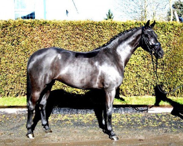 horse Sissi (Hanoverian, 2011, from Swarovski)