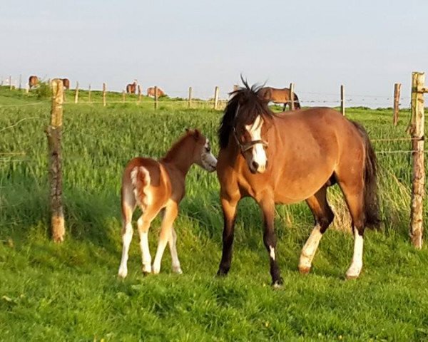 Zuchtstute Wohld Cheyenne (Welsh Mountain Pony (Sek.A), 2005, von Vikarien's Red River)