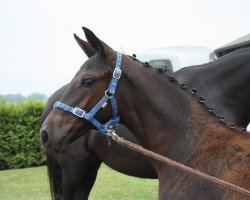 broodmare Bella Vita 15 (Mecklenburg, 2015, from Bernay)