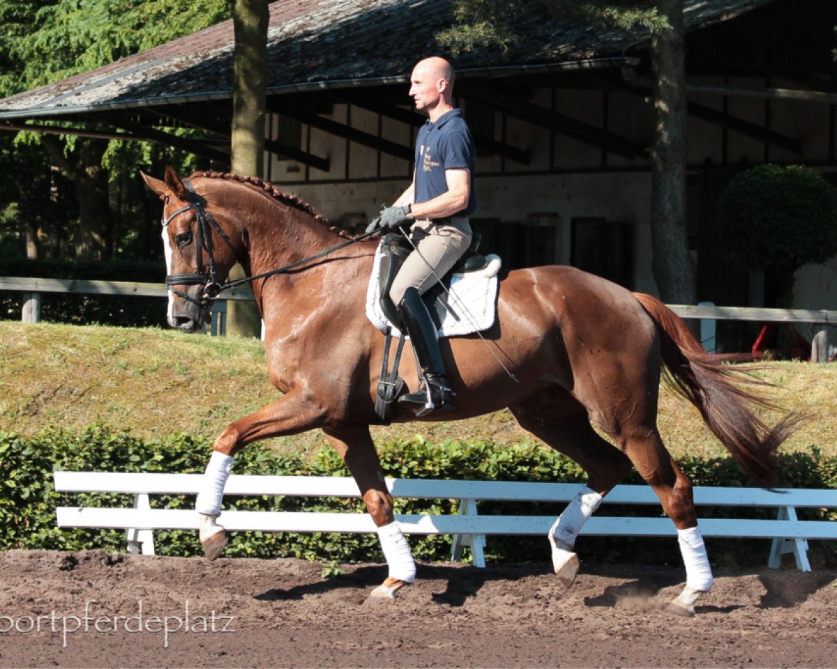 Dressurpferd Fairy Queen 12 (Hannoveraner, 2011, von Fuechtels Floriscount OLD)