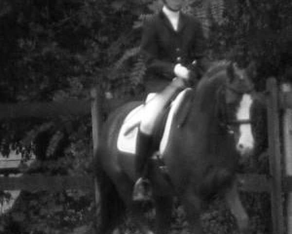 dressage horse Maree basse (German Riding Pony, 1997, from Black Boy)