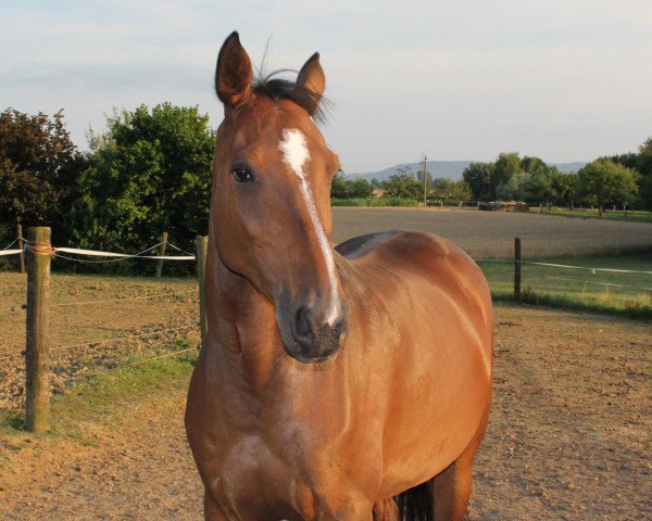 broodmare Candy (Zangersheide riding horse, 2004, from Cassini II)