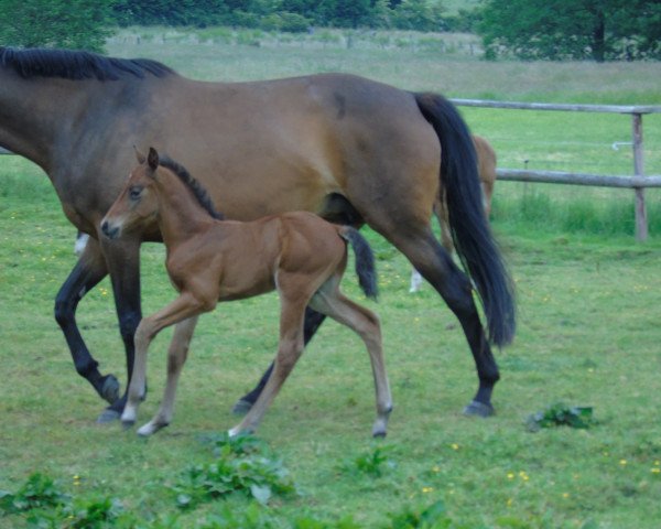 Pferd Calinellos Son (Holsteiner, 2015, von Calinello)
