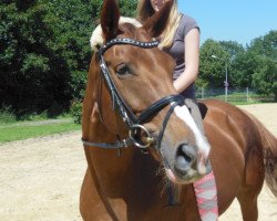 Cavallo da Dressage Diva de Luxe (Oldenburger, 1999, di Dinard L)