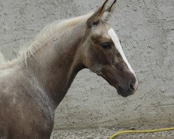 dressage horse Triple A MD (Oldenburg, 2012, from Totilas)
