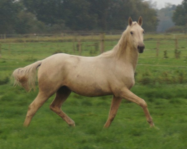 broodmare Harika MD (Oldenburg, 2013, from Don Juan de Hus)