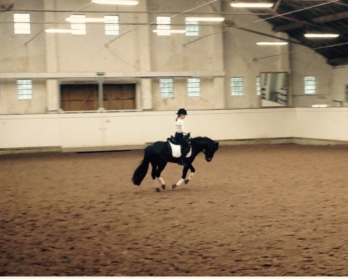 Springpferd Nessy Beh (Deutsches Reitpony, 2002, von Mambo Moscan)