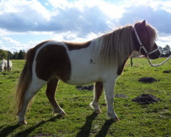 broodmare Cest si bon stal brammelo (Shetland pony (under 87 cm), 2009, from Sander van de Hoefslag)