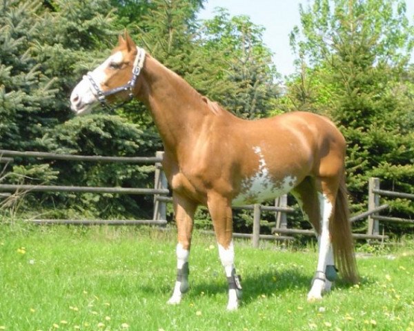 Pferd Gala P (Westfale, 1988, von Greifswald)