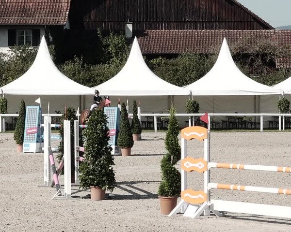 Pferdesporttage Bülach 2021
