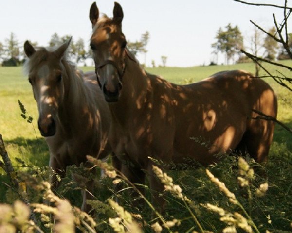 horse Moelleaaens Golden Solomon (Palomino, 2014, from Moelleaaens Golden Spirit)