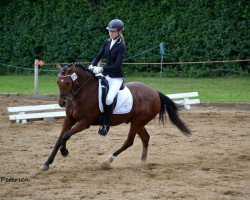 Dressurpferd Vegas W (Deutsches Reitpony, 2002, von Vivaldi)