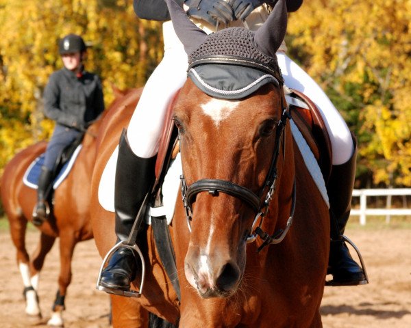 Koń Conchevallier (Holsztyn, 1996, od Carthago)