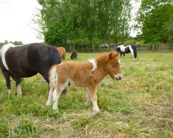 Pferd Friedrich vom Rehgraben (Shetland Pony (unter 87 cm),  , von Blazefield Franco)