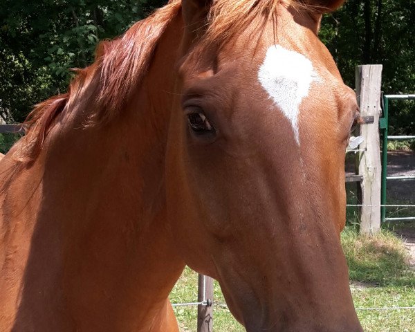 broodmare Woge (Oldenburg, 1999, from Wolkentanz II)