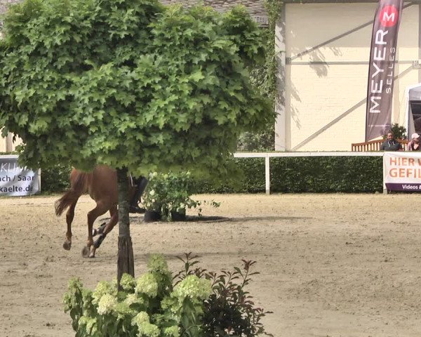 Reitturnier St.Wendel, Gestüt Welvert 2020