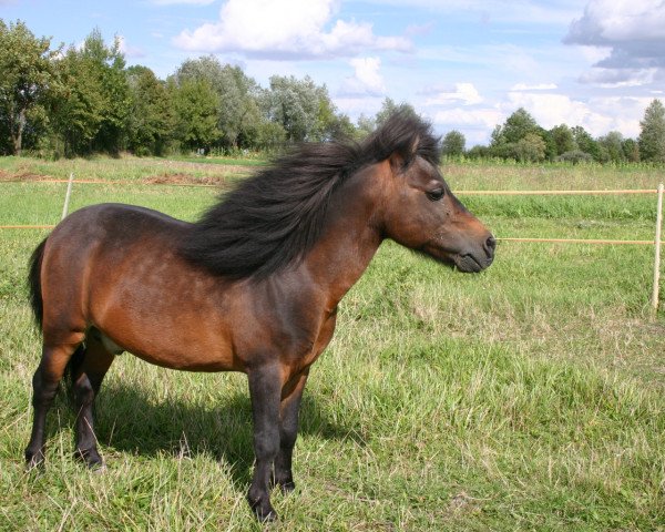 Deckhengst Windo A137 (Shetland Pony, 1982, von Winzo A 95) Deckhengst Windo A137 (Shetland Pony, 1982, von Winzo A 95)