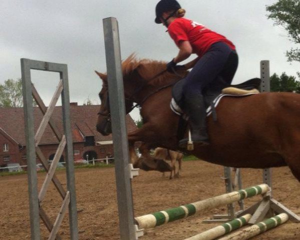 horse Carla (German Riding Pony, 1995)