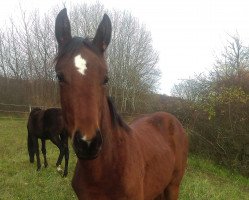 dressage horse Anneke 8 (Oldenburg, 2015, from Caretinus K)