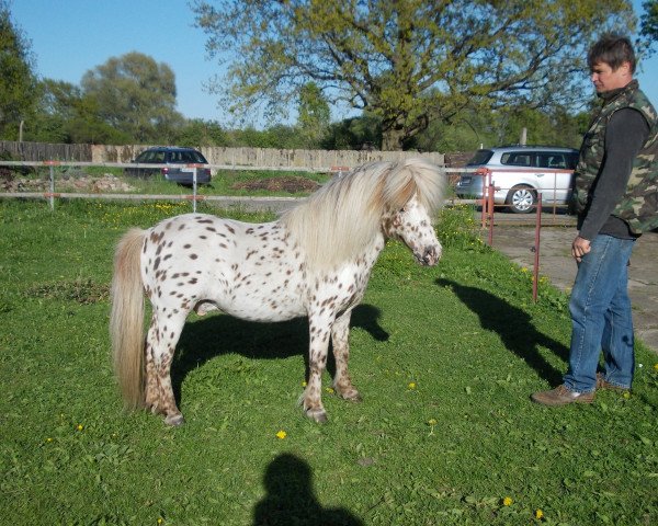 stallion Magic (Dt.Part-bred Shetland pony, 1997, from Wantsley Mithril) stallion Magic (Dt.Part-bred Shetland pony, 1997, from Wantsley Mithril)
