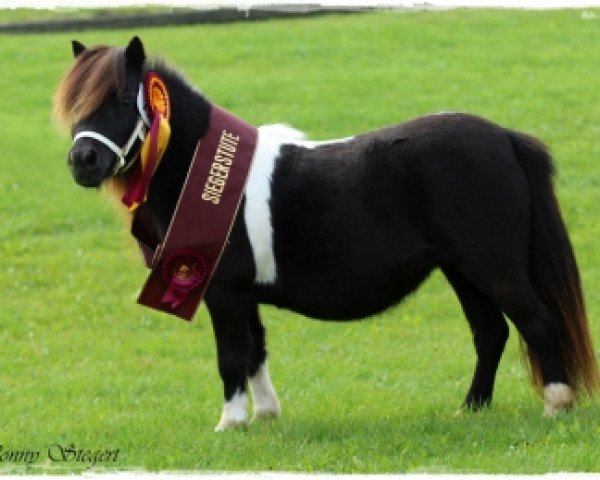 broodmare Dione v.d. Bredeweg (Shetland pony (under 87 cm), 2010, from Ziemar v.d. Meerdijk)