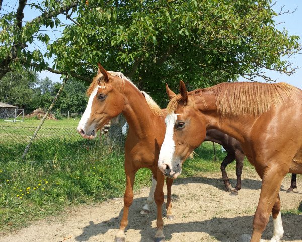 horse Luna (Little German Riding Horse, 2013, from Dance On Top)