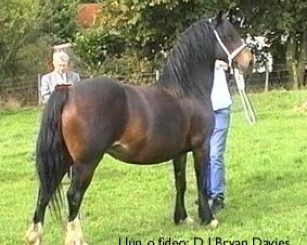 broodmare Penllwynuchel Sioned (Welsh-Cob (Sek. D), 1990, from Nebo Daniel)