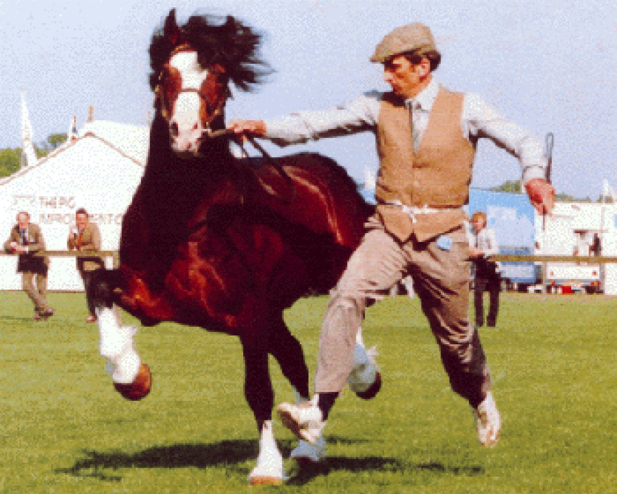 stallion Nebo Prince (Welsh-Cob (Sek. D), 1980, from Nebo Daniel)