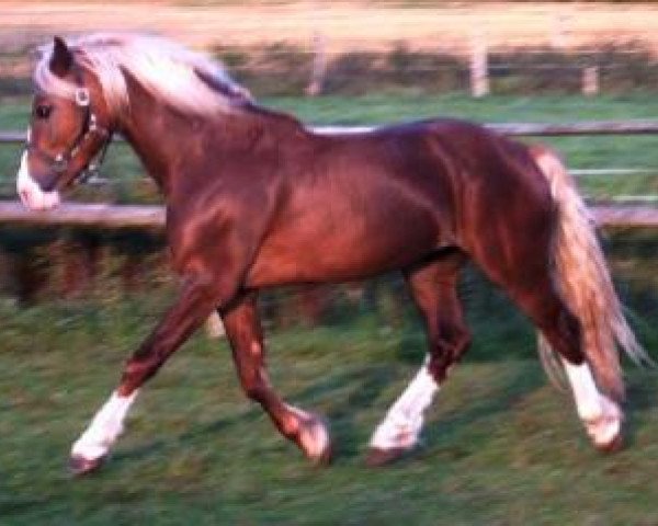 stallion Nebo General Pride (Welsh-Cob (Sek. D), 2001, from Nebo Daniel)