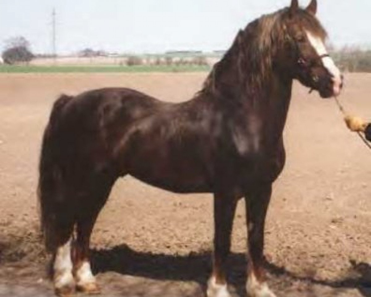 stallion Nebo Celebration (Welsh-Cob (Sek. D), 1982, from Nebo Daniel)