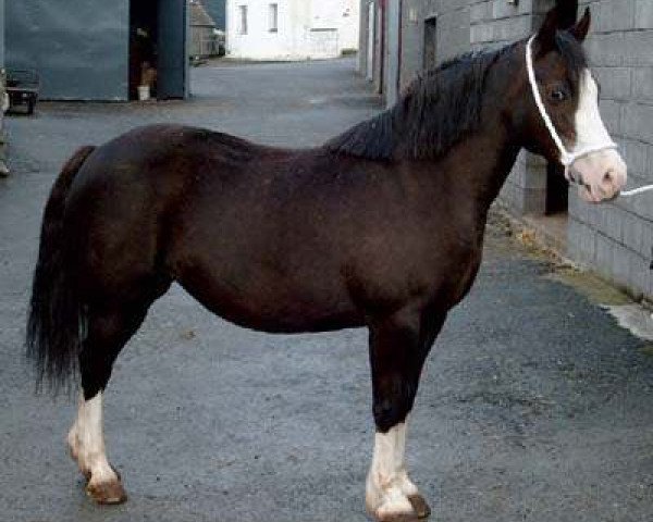 broodmare Ilar Catrin (Welsh-Cob (Sek. C), 1993, from Nebo Daniel)