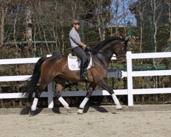 horse Leandre 2 (Rhinelander, 2011, from Lord Lucifer)