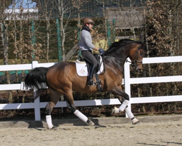 horse Luchia (Rhinelander, 2010, from Lord Lucifer)
