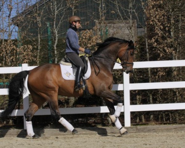 dressage horse Leo 605 (Rhinelander, 2010, from Louis le Bon)