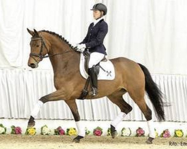 horse Liara (Rhinelander, 2009, from Lord Loxley I)